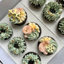 12x Mixed Cupcakes